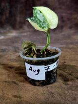 Variegated Scindapsus Mayari Plant - (Aug-7-8)