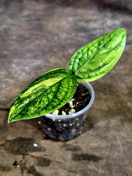 Variegated Monstera Peru - Rare Exact Plant - (Aug-7-9)