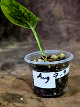 Variegated Monstera Peru - Rare Exact Plant - (Aug-7-9)