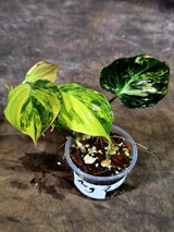 Variegated Philodendron Mican Aurea - Rare Collector Plant - (Aug-7-10)