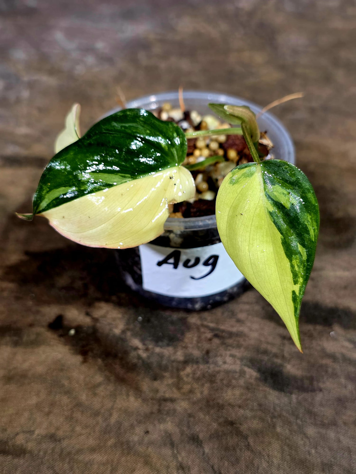 Variegated Philodendron Mican Aurea - Rare Collector Plant - (Aug-7-11)