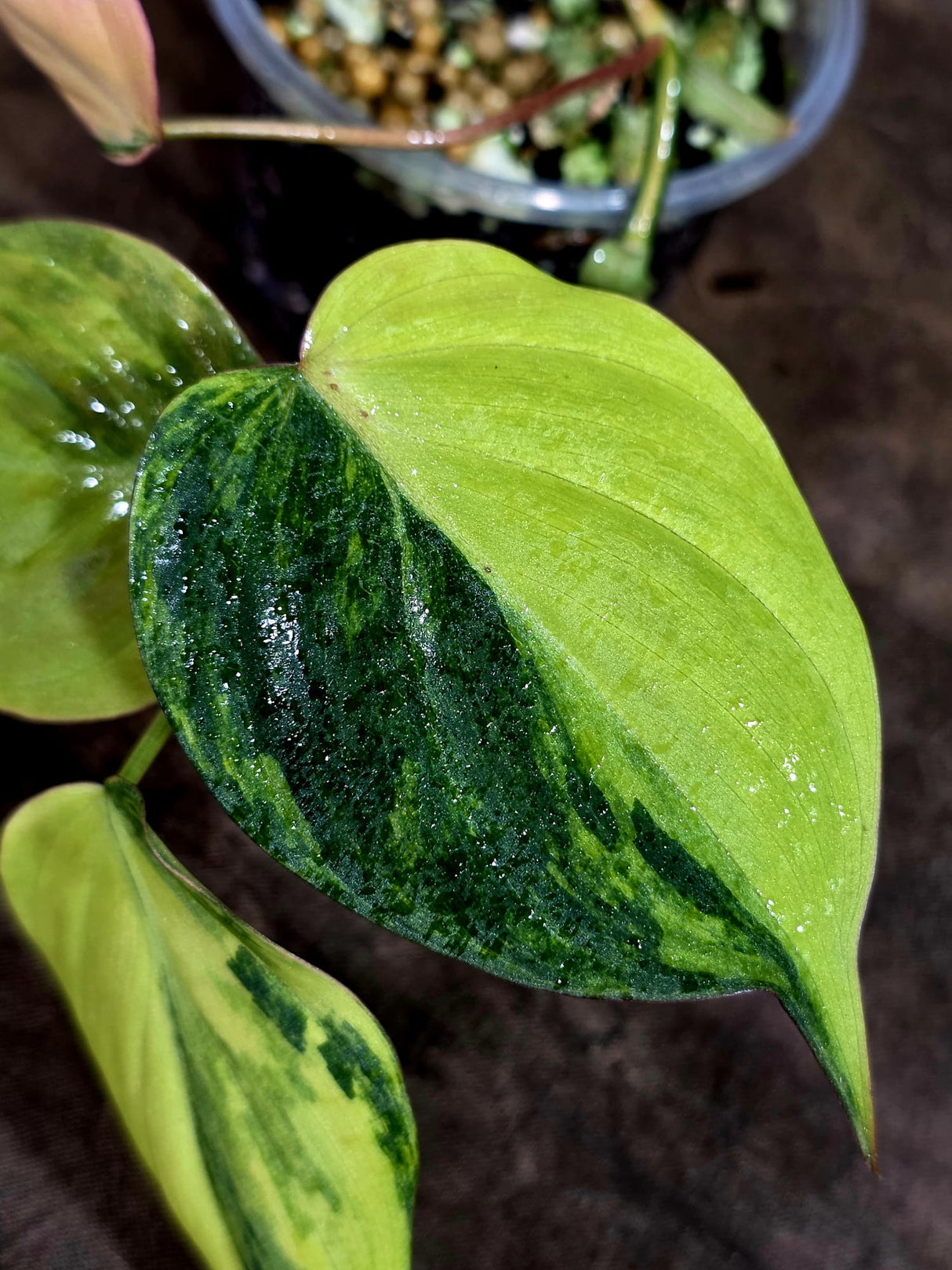 Variegated Philodendron Mican Aurea - Rare Collector Plant - (Aug-7-12)