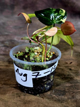 Variegated Philodendron Mican Aurea - Rare Collector Plant - (Aug-7-12)