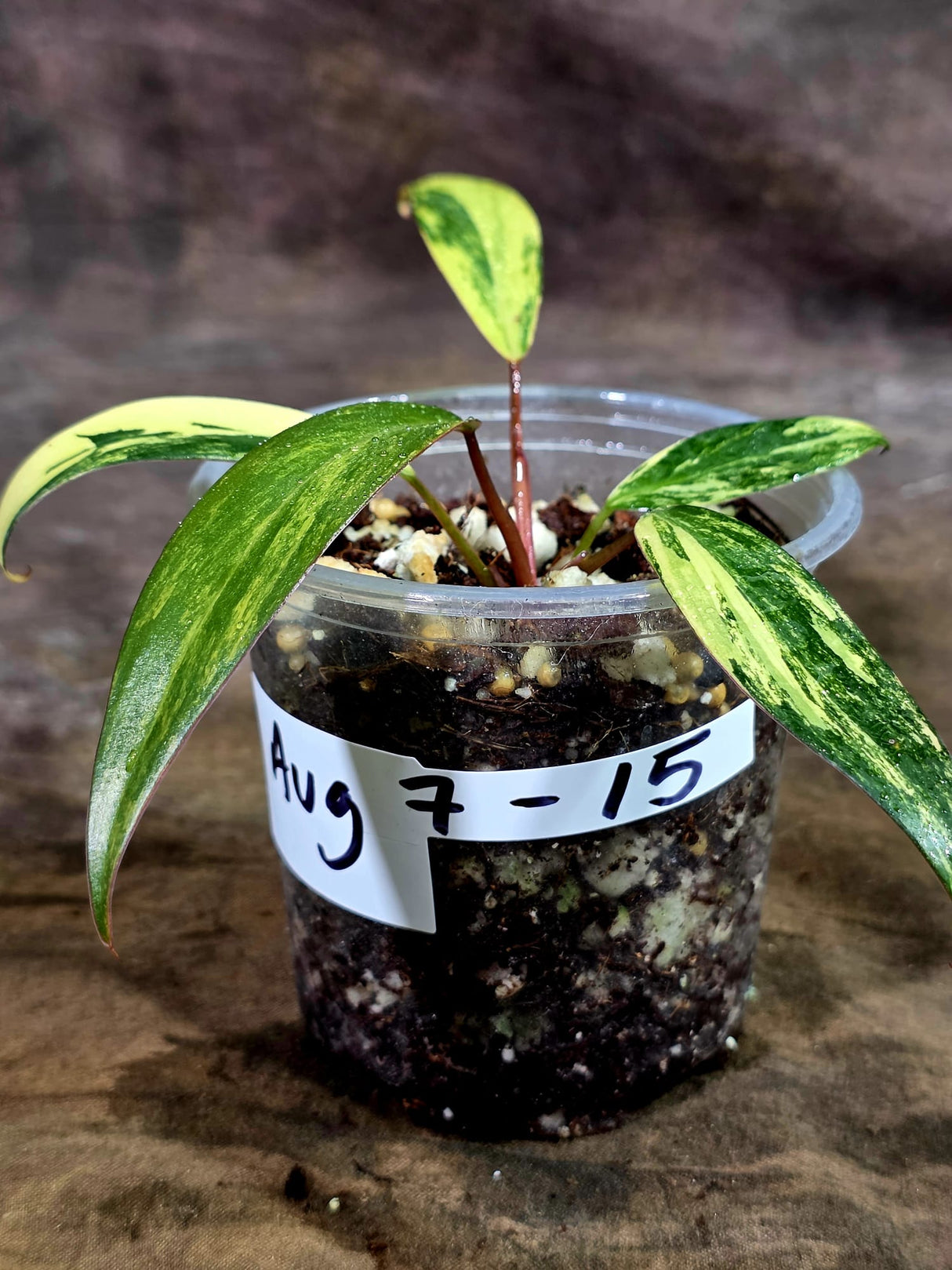 Variegated Philodendron Strawberry Shake Live Plant (Aug-7-15)