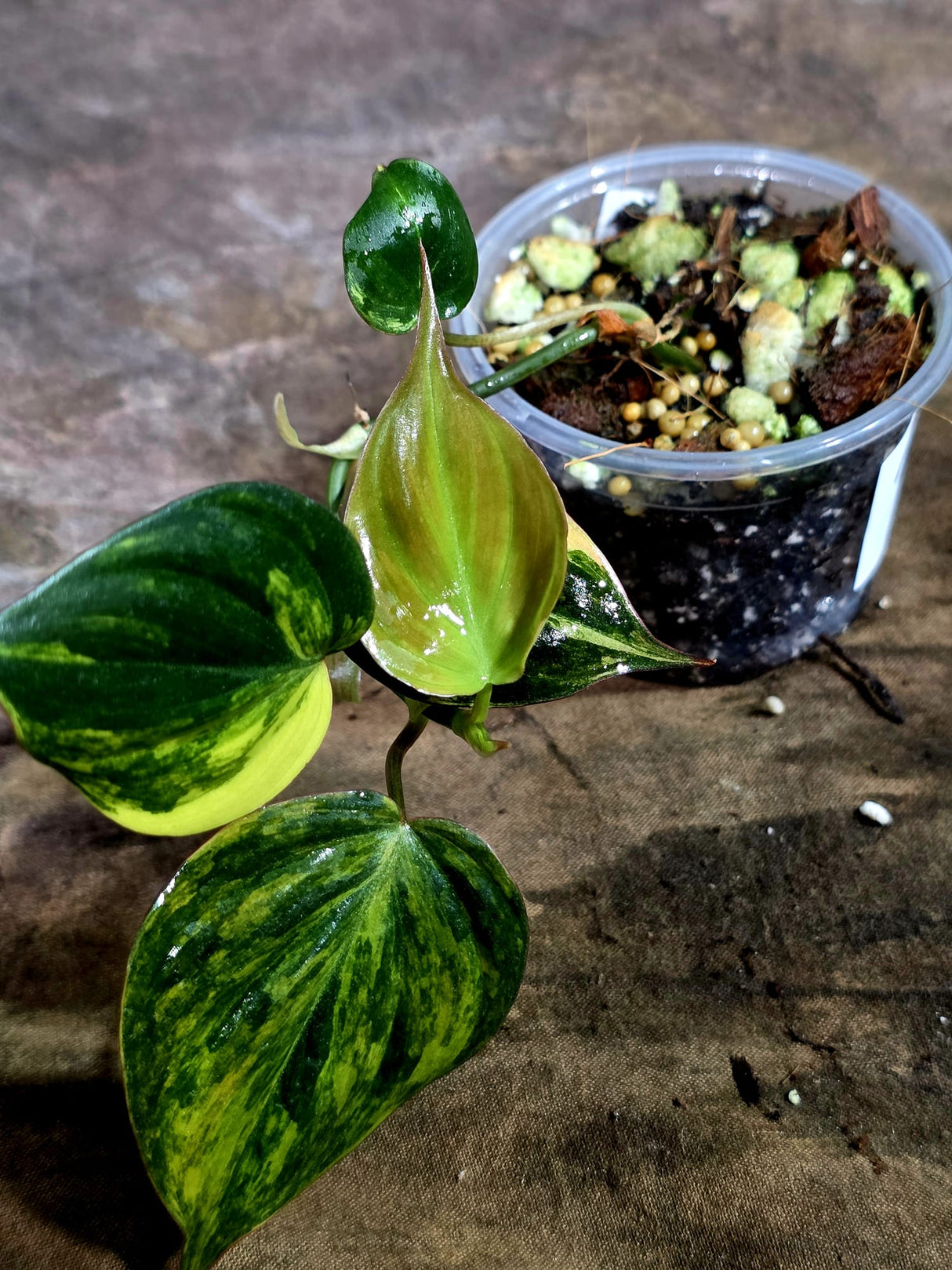 Variegated Philodendron Mican Aurea - Rare Collector Plant - (Aug-7-13)