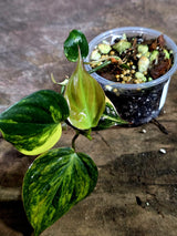 Variegated Philodendron Mican Aurea - Rare Collector Plant - (Aug-7-13)