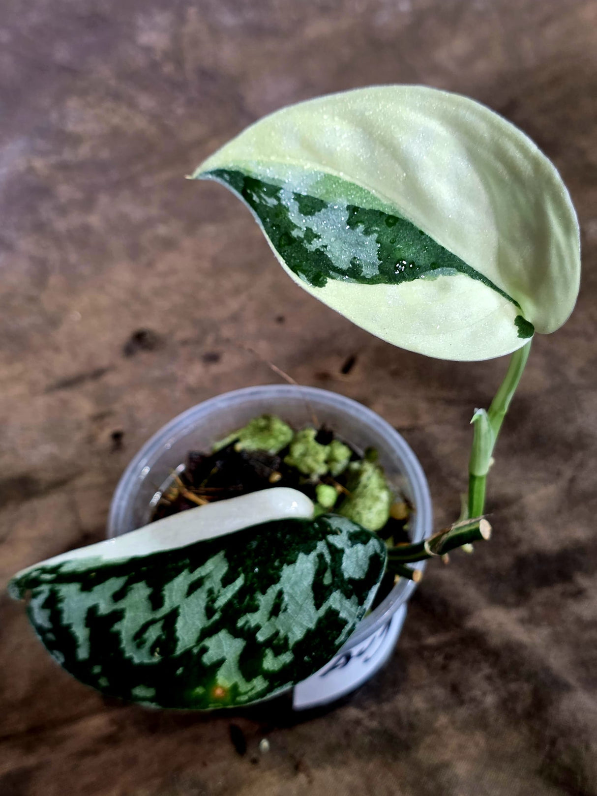 Variegated Scindapsus Mayari Plant - (Aug-7-14)