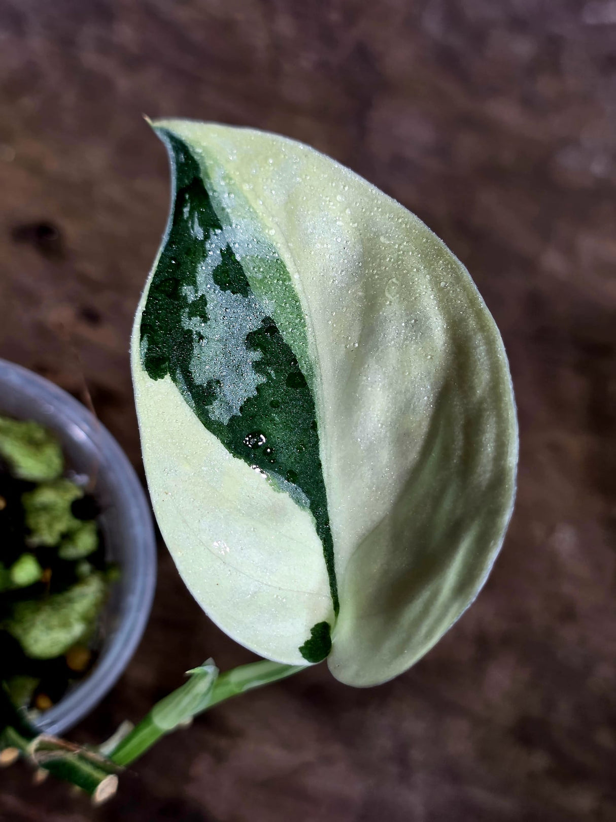 Variegated Scindapsus Mayari Plant - (Aug-7-14)