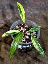 Variegated Philodendron Strawberry Shake Live Plant (Aug-7-15)