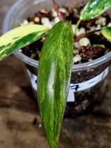 Variegated Philodendron Strawberry Shake Live Plant (Aug-7-15)