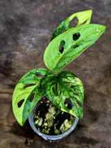 Monstera Adansonii Aurea Variegated - Exact Plant - (Aug-7-17)