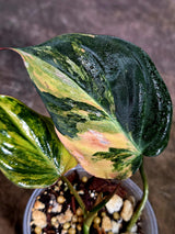 Variegated Philodendron Mican Aurea - Rare Collector Plant - (Aug-7-20)