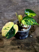 Variegated Philodendron Mican Aurea - Rare Collector Plant - (Aug-7-21)