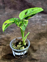 Monstera Adansonii Aurea Variegated - Exact Plant - (Aug-7-17)