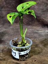 Monstera Adansonii Aurea Variegated - Exact Plant - (Aug-7-17)