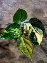 Variegated Philodendron Mican Aurea - Rare Collector Plant - (Aug-7-18)