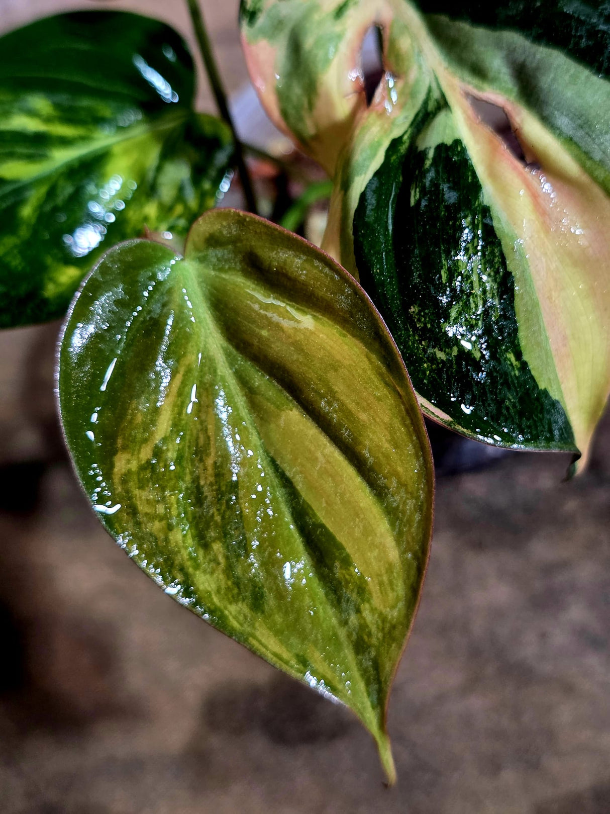 Variegated Philodendron Mican Aurea - Rare Collector Plant - (Aug-7-18)