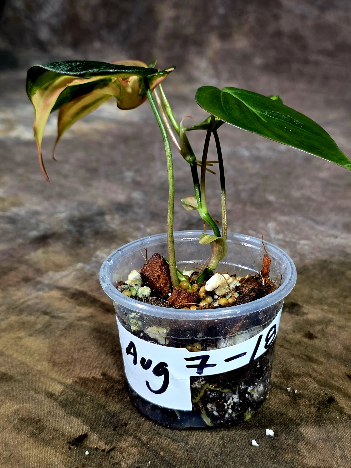 Variegated Philodendron Mican Aurea - Rare Collector Plant - (Aug-7-18)