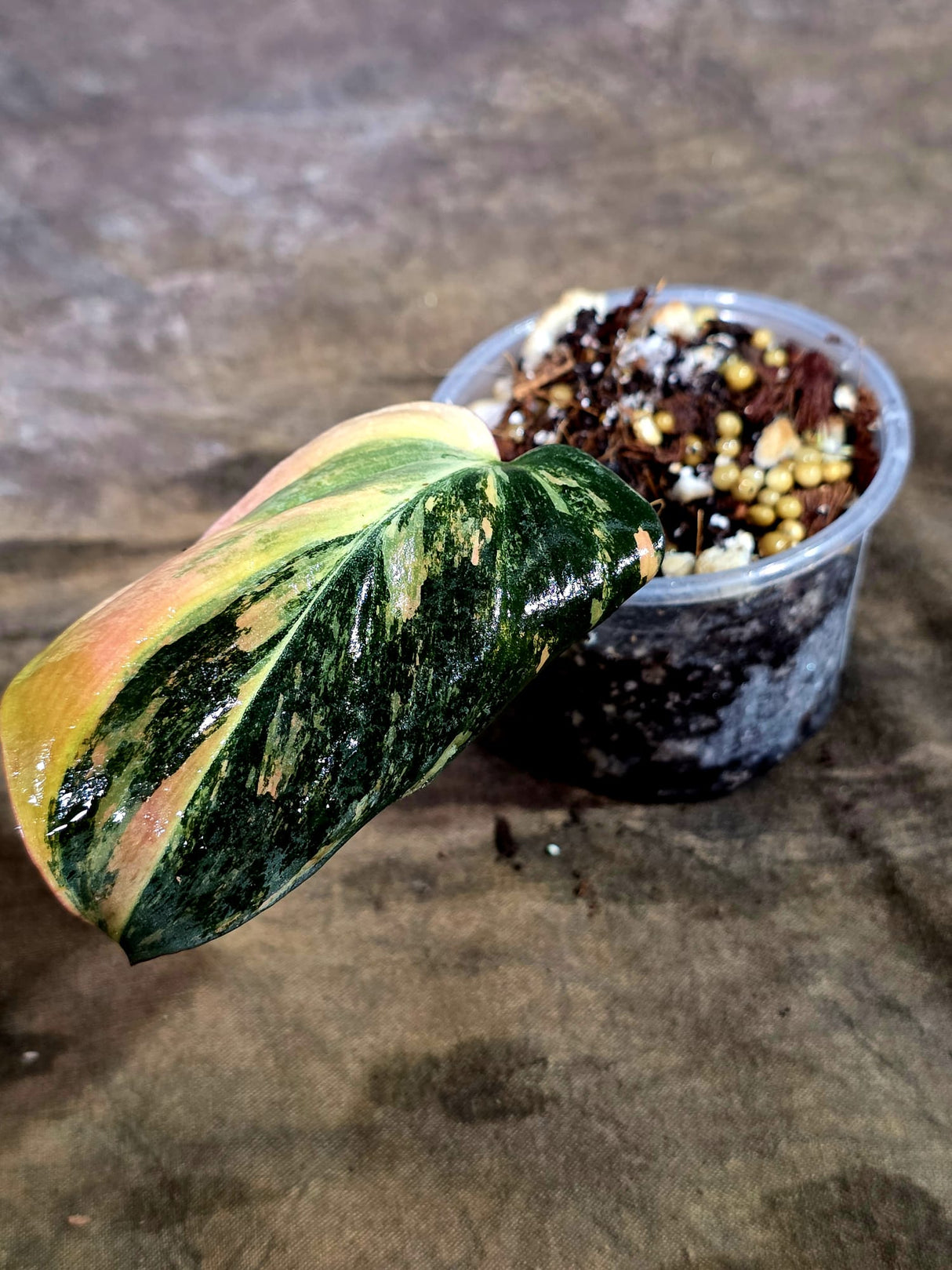 Variegated Philodendron Mican Aurea - Rare Collector Plant - (Aug-7-19)