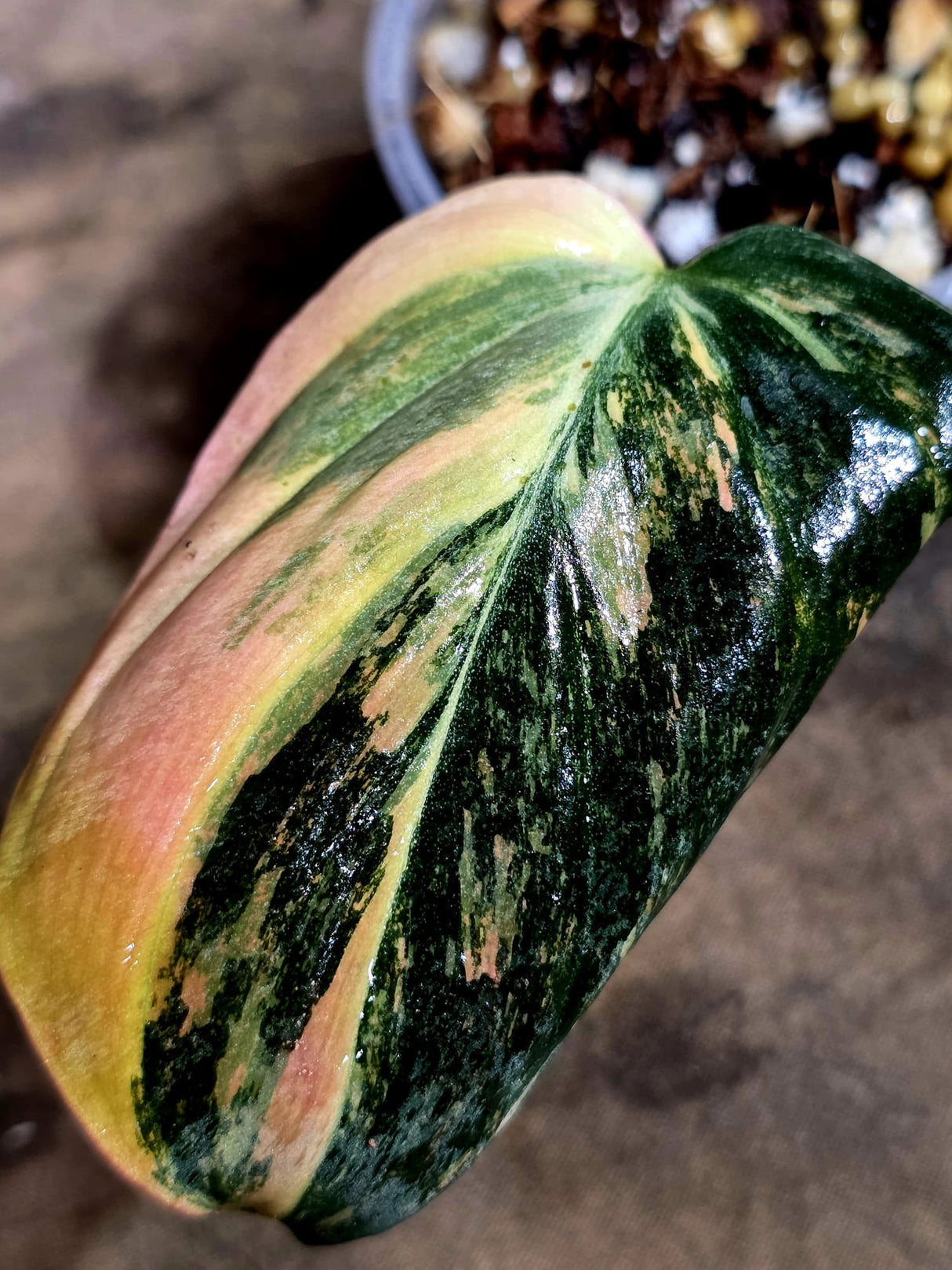 Variegated Philodendron Mican Aurea - Rare Collector Plant - (Aug-7-19)