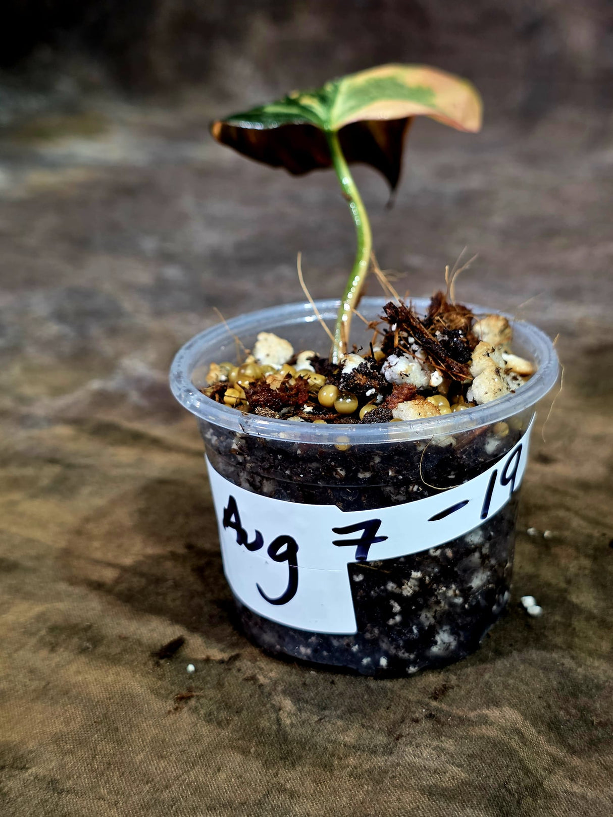 Variegated Philodendron Mican Aurea - Rare Collector Plant - (Aug-7-19)