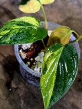 Variegated Philodendron Mican Aurea - Rare Collector Plant - (Aug-7-21)