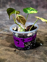Variegated Philodendron Mican Aurea - Rare Collector Plant - (Aug-7-21)