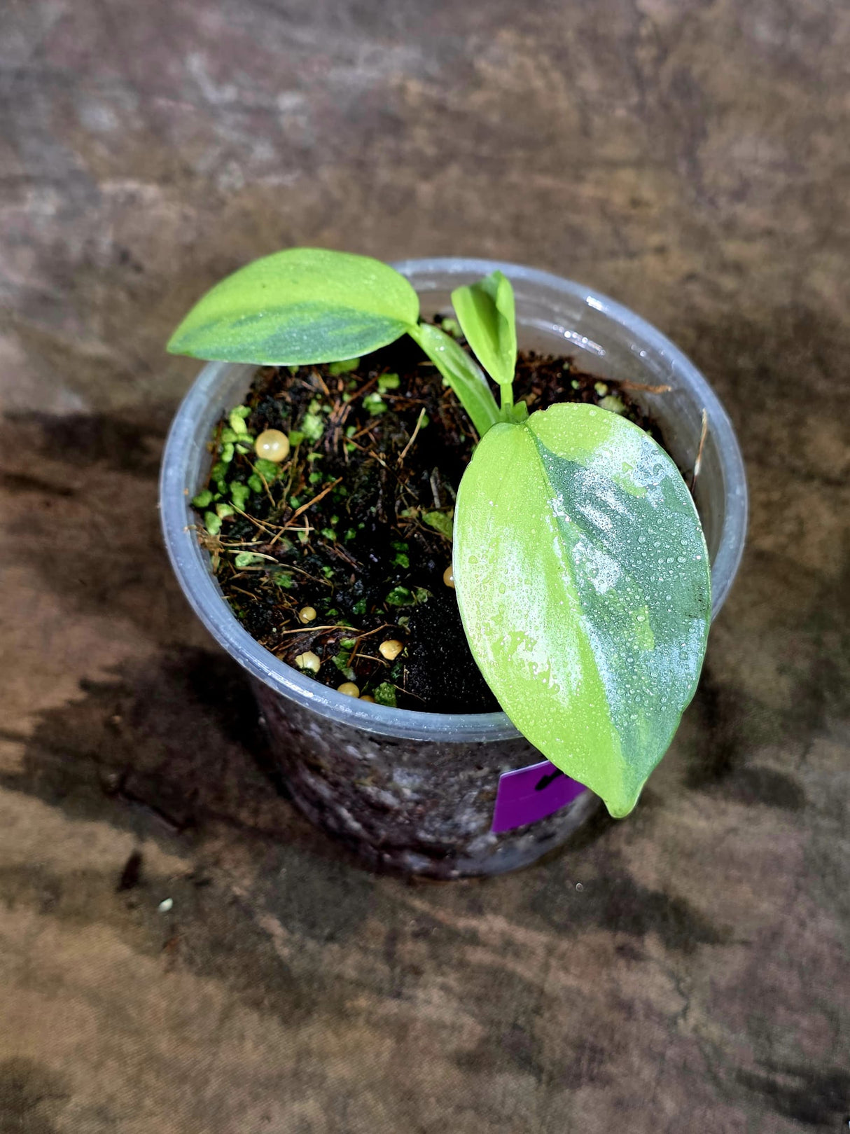 Variegated ‘Silver sword’ Philodendron -(Aug-7-22)