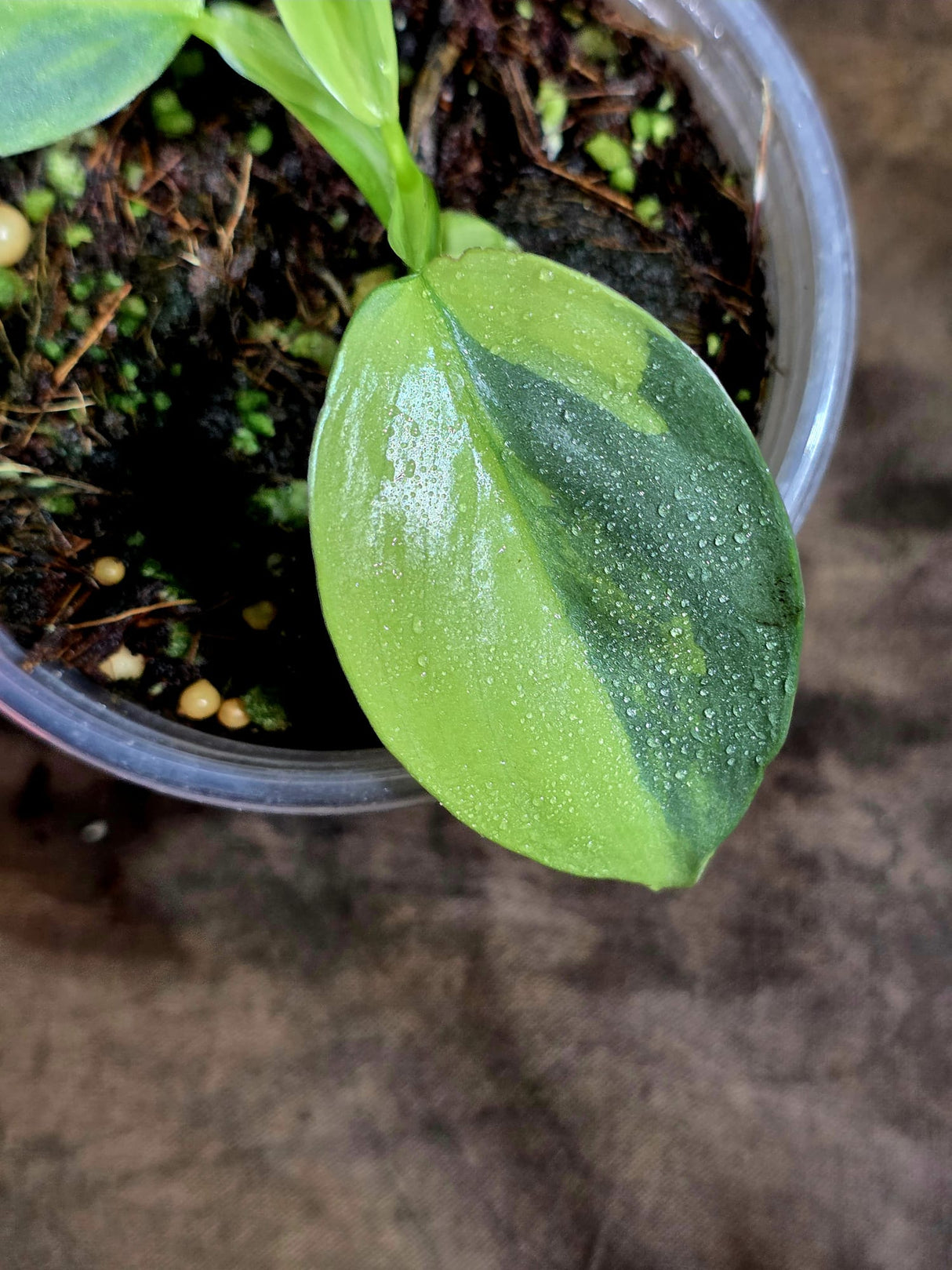 Variegated ‘Silver sword’ Philodendron -(Aug-7-22)
