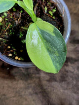 Variegated ‘Silver sword’ Philodendron -(Aug-7-22)