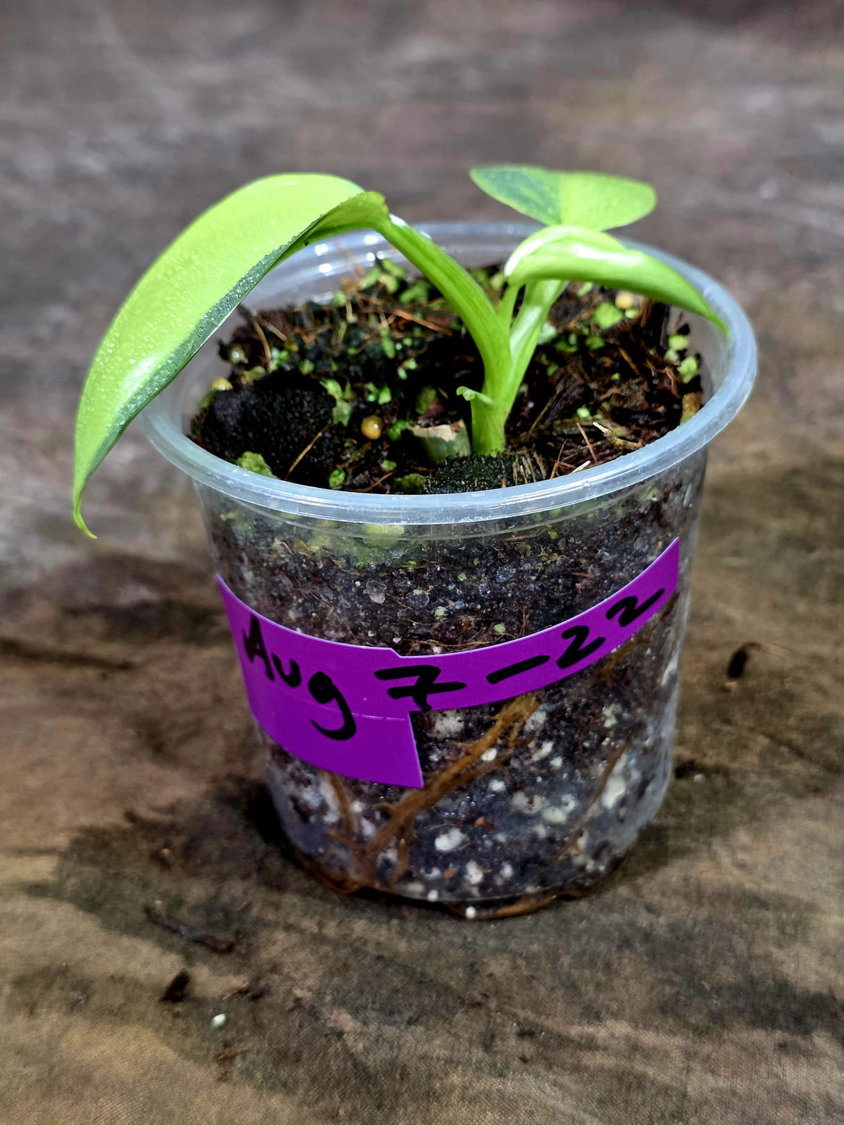 Variegated ‘Silver sword’ Philodendron -(Aug-7-22)