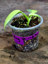 Variegated ‘Silver sword’ Philodendron -(Aug-7-22)