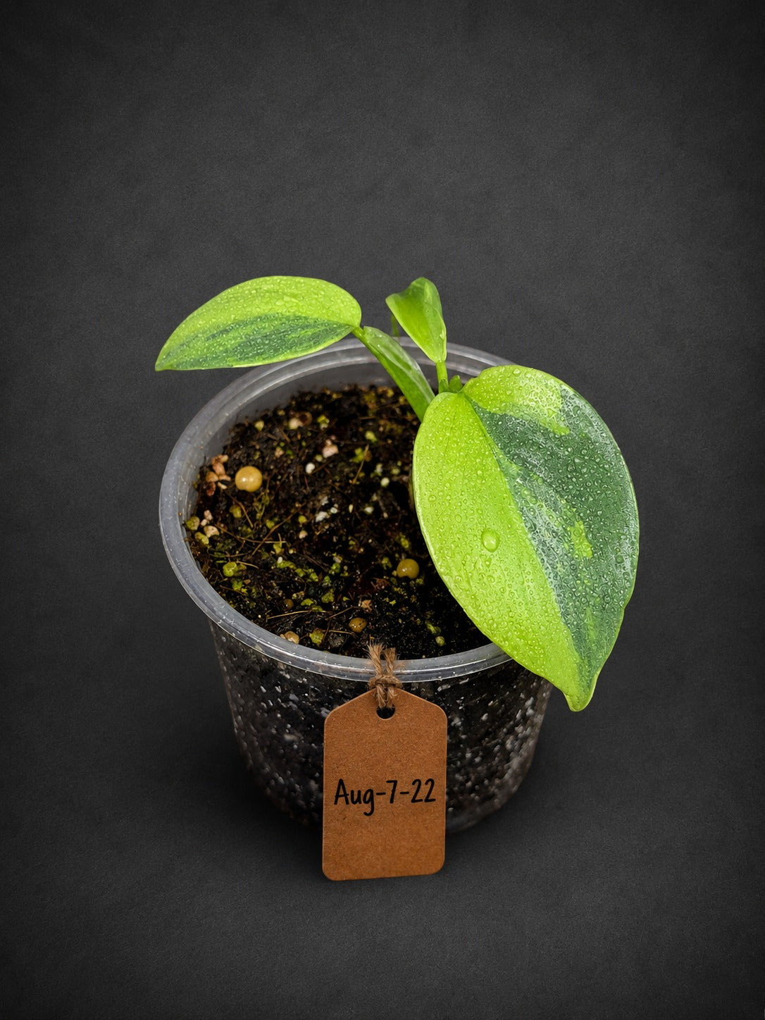 Variegated ‘Silver sword’ Philodendron -(Aug-7-22)