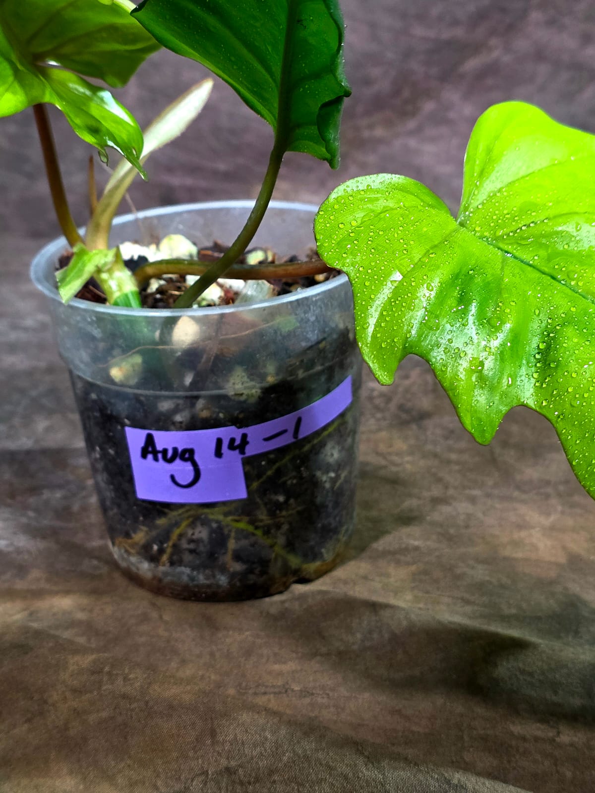 Philodendron Radiatum Variegated - EXACT Plant  (Aug-14-1)