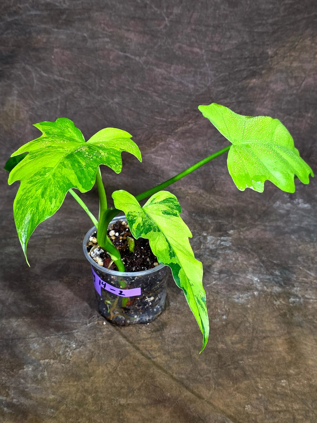 Philodendron Radiatum Variegated - EXACT Plant  (Aug-14-2)