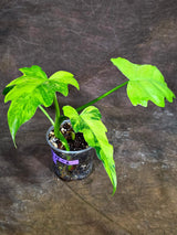 Philodendron Radiatum Variegated - EXACT Plant  (Aug-14-2)