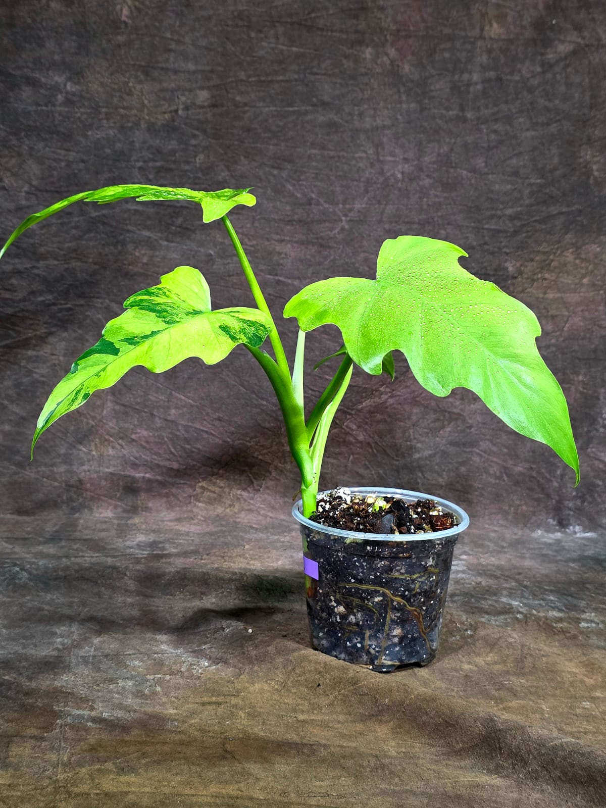 Philodendron Radiatum Variegated - EXACT Plant  (Aug-14-2)