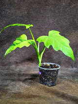 Philodendron Radiatum Variegated - EXACT Plant  (Aug-14-2)