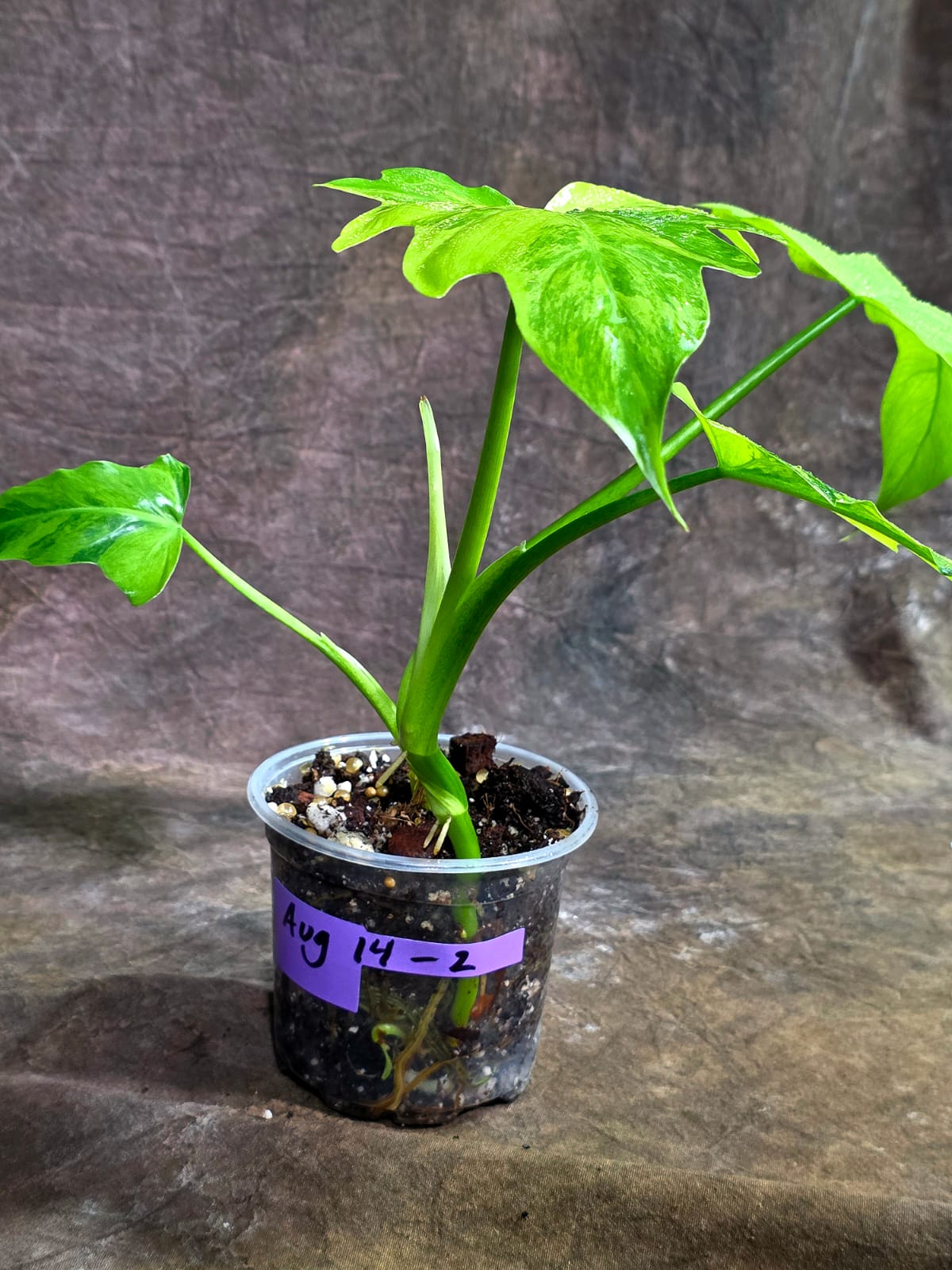 Philodendron Radiatum Variegated - EXACT Plant  (Aug-14-2)