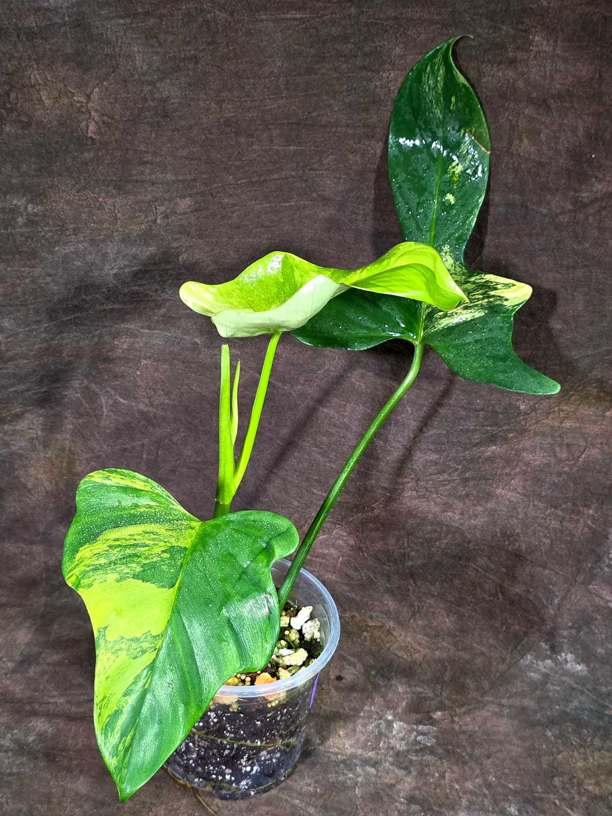 Variegated Philodendron Bipennifolium “Violin” (Aug-14-4)