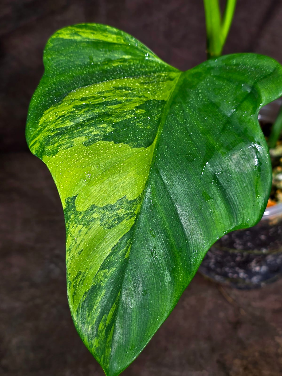 Variegated Philodendron Bipennifolium “Violin” (Aug-14-4)