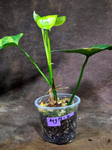 Variegated Philodendron Bipennifolium “Violin” (Aug-14-4)