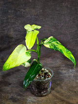 Philodendron Domesticum Variegated Plant - EXACT Plant- (Aug-14-8)