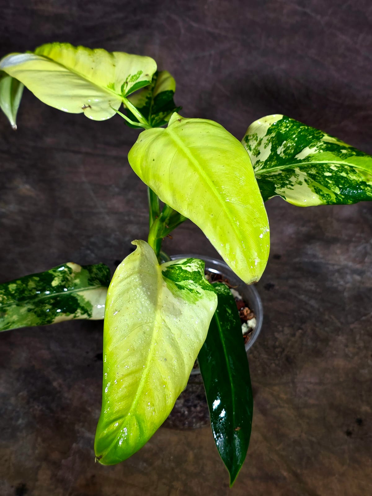 Philodendron Domesticum Variegated Plant - EXACT Plant- (Aug-14-8)