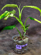 Philodendron Domesticum Variegated Plant - EXACT Plant- (Aug-14-8)