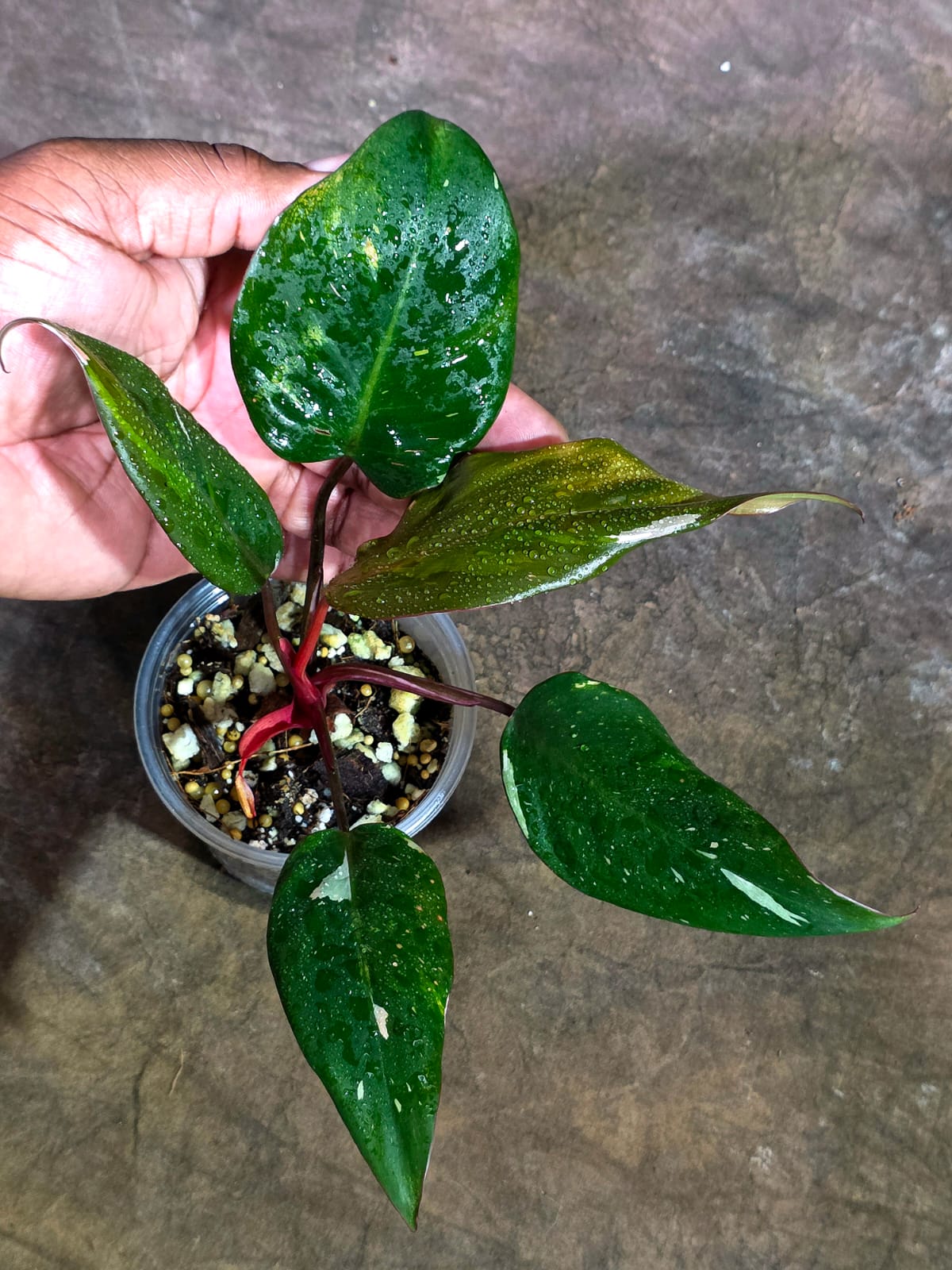 Variegated Philodendron Red Anderson - Rare Tricolor (Aug-14-15)