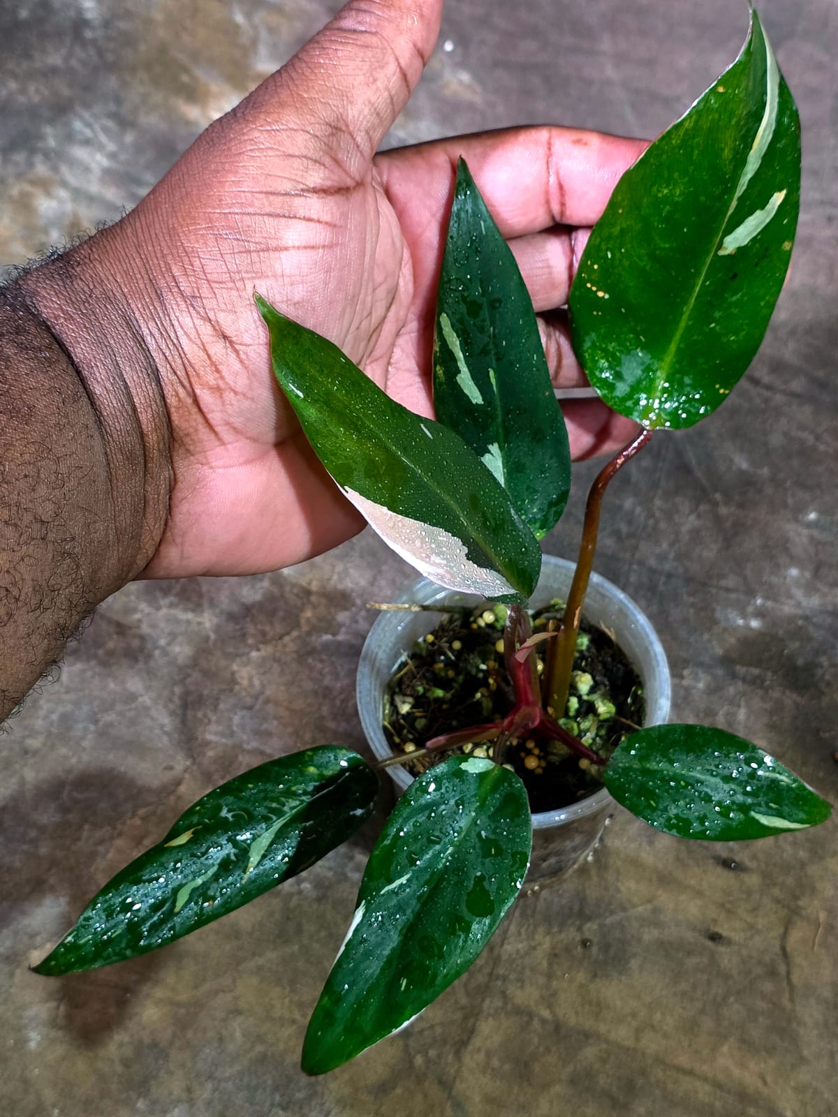Variegated Philodendron Red Anderson - Rare Tricolor (Aug-14-16)
