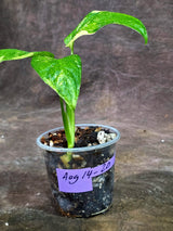 Obliqua Mayuna - Rare Tropical Collectors Plant (Aug-14-20)