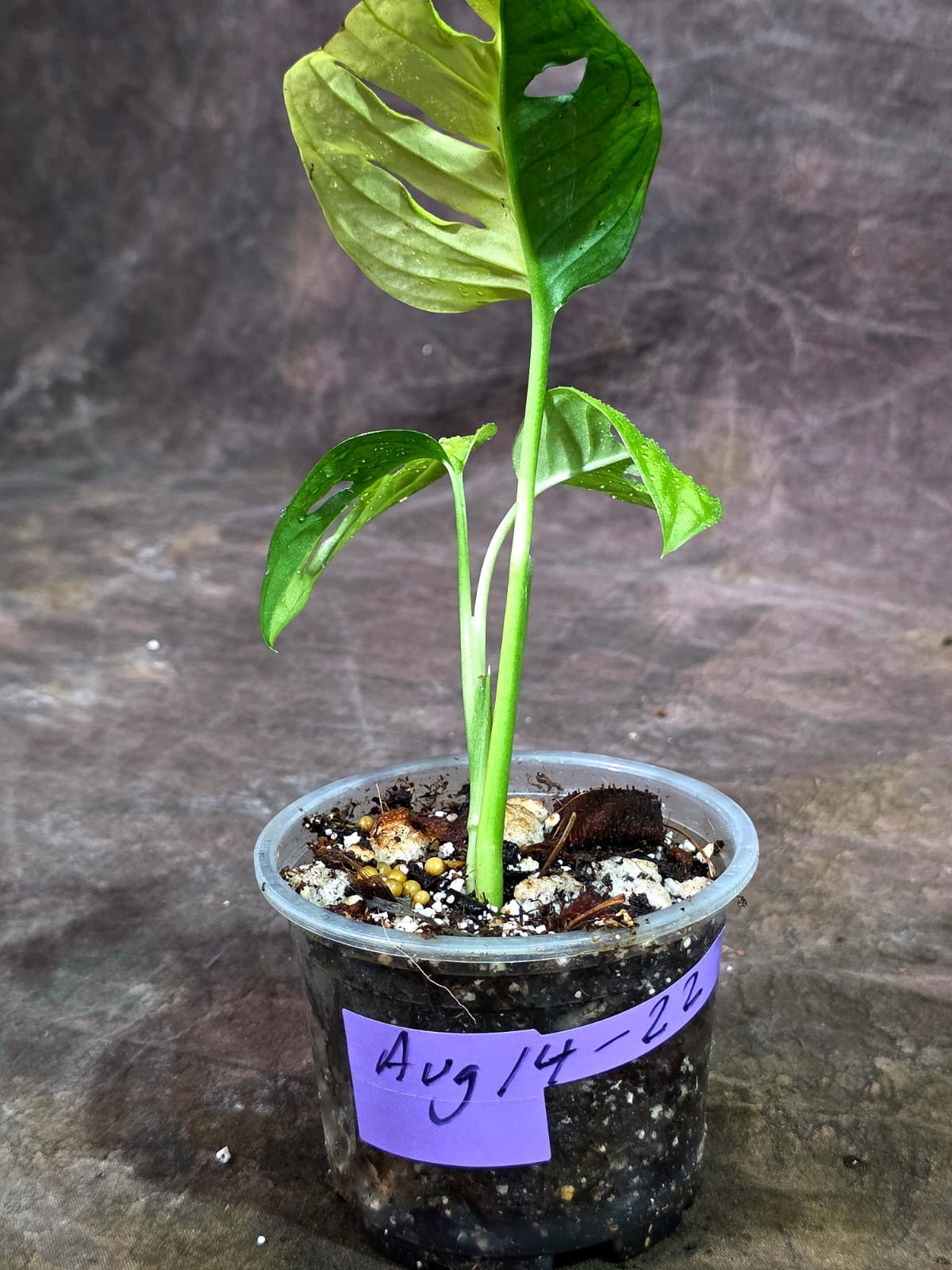 Variegated Monstera Adansonii Albo - Exact Plant - (Aug-14-22)
