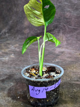 Variegated Monstera Adansonii Albo - Exact Plant - (Aug-14-22)